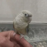 سلام گرینچیک پاین اپل نر دستی