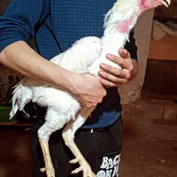 خروس لاری 3دانگ پر