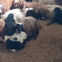 دام زنده کشتاری بره افشاری گوسفندمغانی