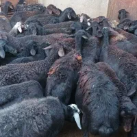 میش بره دار و آبستن قره قزل جوان|حیوانات مزرعه|اصفهان, سپاهان‌شهر|دیوار