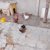 مرغ و خروس