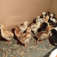 جوجه دورگه گلپایگان گلین|حیوانات مزرعه|دهگلان, |دیوار