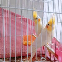 عروس هلندی لوتینو|پرنده|گرگان, |دیوار