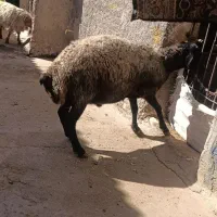 بره نر 60کیلو|حیوانات مزرعه|کرج, برغان|دیوار