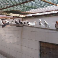 طوقی و کبوتران سرور وسرخ وپرستویی|پرنده|امیرکلا, |دیوار