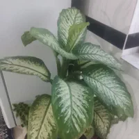 گل دیفین|گل و گیاه طبیعی|دالاهو, |دیوار