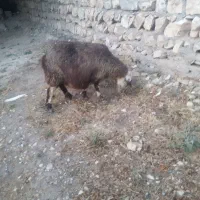 میش|حیوانات مزرعه|اسلام‌‌آباد غرب, |دیوار