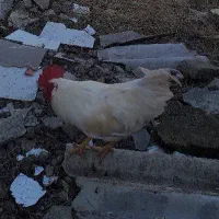 فروش ۲عدد خروس جوان