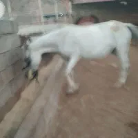 سه عدد مادیان عشایری معاوضه با گوسفند وبز|اسب و تجهیزات اسبسواری|گیلان غرب, |دیوار