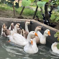 غاز و اردک|حیوانات مزرعه|عباس‌آباد, |دیوار