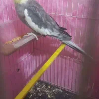 عروس هلندی جفت