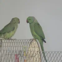 ملنگو دو عدد ماده و یک نر|پرنده|سنندج, |دیوار