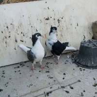 ساده کاکلی|پرنده|بردسکن, |دیوار