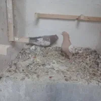 نرو ماده سینه|پرنده|شیراز, شهرک مفتح|دیوار