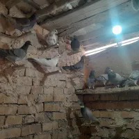 ۳۰ کبوتر پلاکی|پرنده|سده (خراسان جنوبی), |دیوار