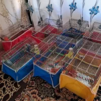 چند سهره کرمانی و سنندج|پرنده|خمینیشهر, |دیوار