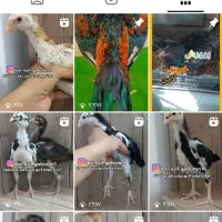 جوجه لاری اصیل|حیوانات مزرعه|تهران, جوادیه|دیوار