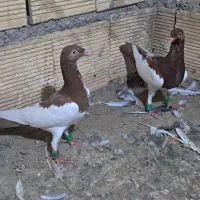 طوقی و یهودی