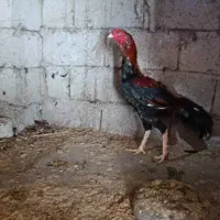 خروس لاری اصیل