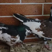 شهری چاپی