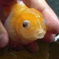 ماهی گلدفیش