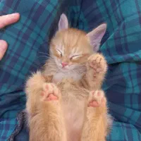 واگذاری بچه گربه دوماهه