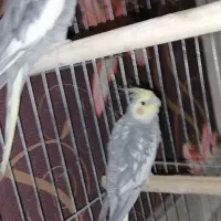 دوعدد هروس هلندی نر