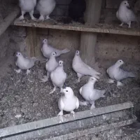 کبوتر|پرنده|تبریز, |دیوار