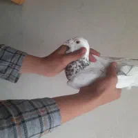 کبوتر هفت رنگ