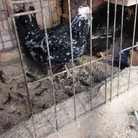 تخم مرغ نطفه دار گلین|حیوانات مزرعه|زنجان, |دیوار