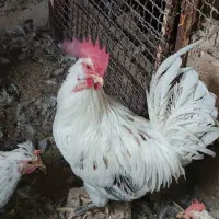 جوجه گلین و جوجه خروس و خروس محلی|حیوانات مزرعه|شیراز, انجیر|دیوار