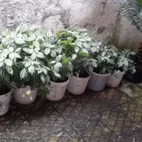 دو عد سیکاس بزرگ وچند عدد گلدان دیگر|گل و گیاه طبیعی|رشت, بیجارپس|دیوار