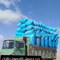 فروش پانزده تن کاه لوبیا چیتی