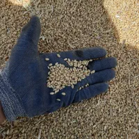 گندم پیشگام بذری