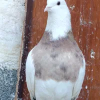 کبوتر،طوقی معاوضه با ماده