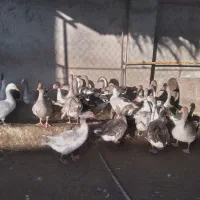 همه قازا بزرگ و بالغ هستن|حیوانات مزرعه|وحدتیه, |دیوار