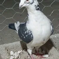 کفتر شهری یا خوشرنگ