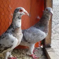 خریدار کفتر شهرستانی