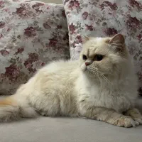 گربه پرشین رد پوینت