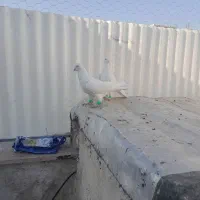 پسند شد پیام بده