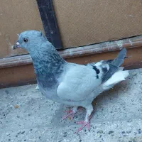 کفتر رنگی سبز دم سفید