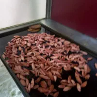 شاگرد ساندویچی نیازمندیم