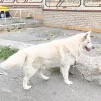 سگ هاسگی مالاموت