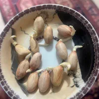 بادام زمینی اطلس