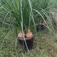 لیندا(دوقلو)سطل۱۰.ریشه پرس وباکیفیت