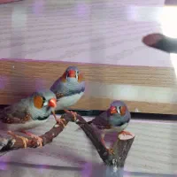 تعدادی فنج زیرا رنگ خاص|پرنده|کرمان, |دیوار