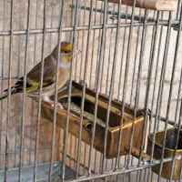 سهره قناری دهن سهره|پرنده|ری, سیزده آبان|دیوار