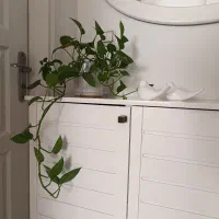 گل طبیعی|گل و گیاه طبیعی|تهران, افسریه شمالی|دیوار