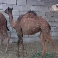 هاشی نر