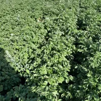 سیبزمینی|خدمات باغبانی و درختکاری|کشاورز, |دیوار